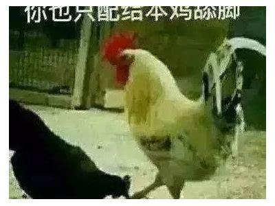 岛国成人教育片免费观看资源